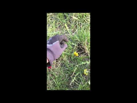 dandelion removal and disposal