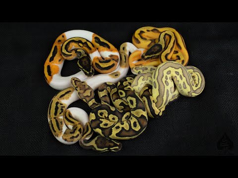 ODYB Enchi Pieds and Fire Lesser Leopard Clowns!!
