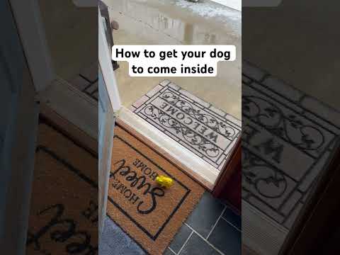 How to get your dog to come inside #shorts