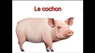 Les animaux domestiques