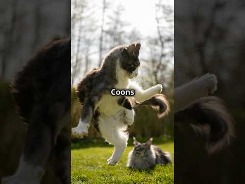 Maine Coon Cats: The Gentle Giants! 🐾