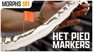 Is Your Ball Python Het Pied?! | Morphs 101
