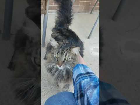 Street Cat Shuffle