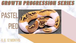 Pastel Pied Ball Python Baby to Sub-Adult Size Growth-Growth Progression Series