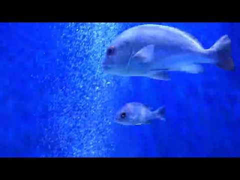 Goa underwater life