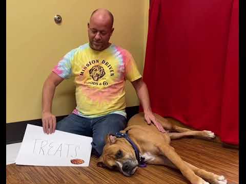 Meet the Playful Boxer Named Kringle