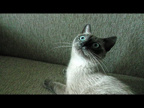 Cute Thai Cat Playing