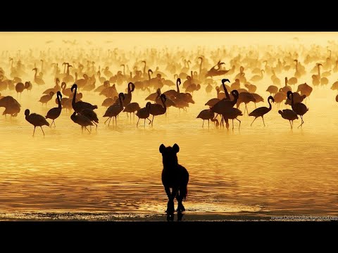Гитара Позитивная музыка Саванна Beautiful music Relax