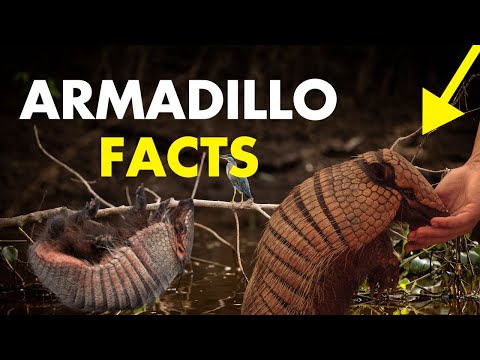 Do you know the little armored one?