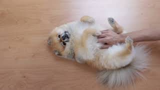 Cute dog .... Name our new Dog! Comment your ideas below. #118