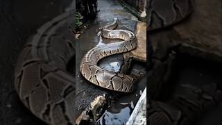 Python: Silent Giant on the Move #python #snake #wildlife #nature