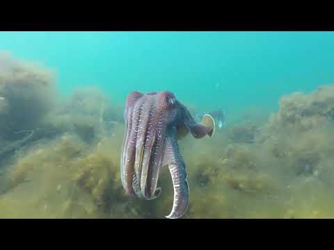 Underwater Sports Cuttlefish Dive Weekend 2023