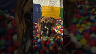 “He was just a baby.” Arthur was born in the UK’s largest puppy farm #intoodeep