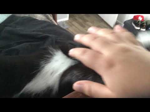 My cat hates it when I give him a belly rub