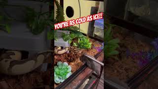 #ballpython #feedingsnakes #royalpython #snakefeeding #snakes #royalpythons