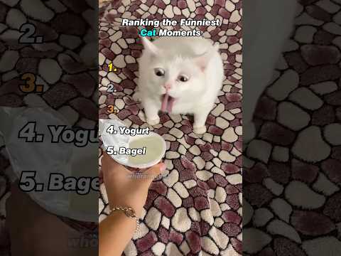 Ranking the Funniest Cat Moments