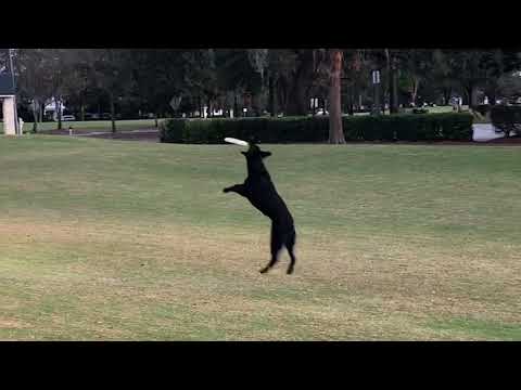 Jade (14 Months) 3rd Frisbee day ever