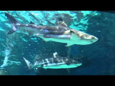 Sharks