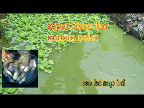 Cara agar ikan sepat siam liar mau makan pelet -cara budidaya ikan sepat siam