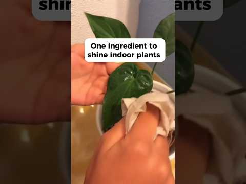 Cleaning shinning indoor plants #remedies #youtubeshorts #recipe #lifehacks