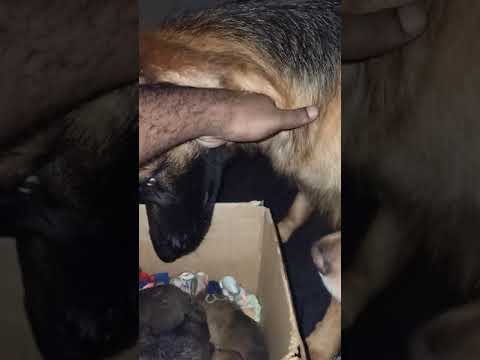 Saving Mommy Dog And Her Puppies From The Rain - Cyclone Nivar - Part 3