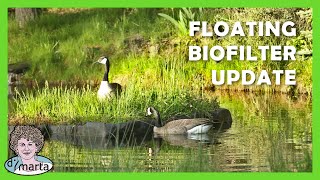 Floating Biofilter Update Year 4
