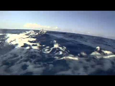 Kona Dolphin Excursion