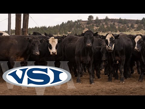 WVM Corporate Partner - VSI