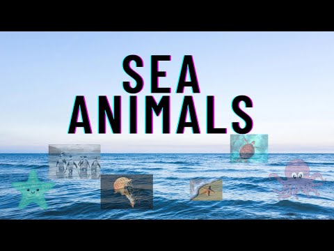 sea animals||water animals||ocean animals name in English