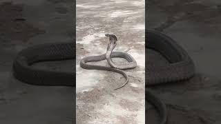 @protectedsnakes657 #snake #snakevideo #shorts #snacks #snacks #snackvideo