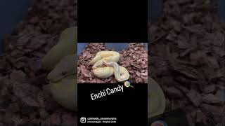 Enchi Candy #ballpythonmorphs #ballpythonsofinstagram #ballpythonbreeder #albino