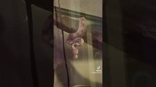 No thoughts at all #babyballpython