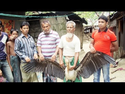 বিরল প্রজাতির পাখি পাওয়া গেলো বাংলাদেশে দেখে অবাক হাজারো মানুষ! দেখুুন বিস্তারিত
