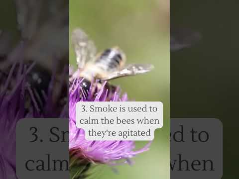 Pt 4: 5 Surprising Facts about Honey Bees