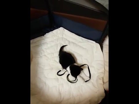 ラッキーちゃん