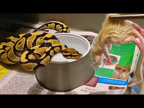 Ball Python Feeding - 1000 Gram Wall
