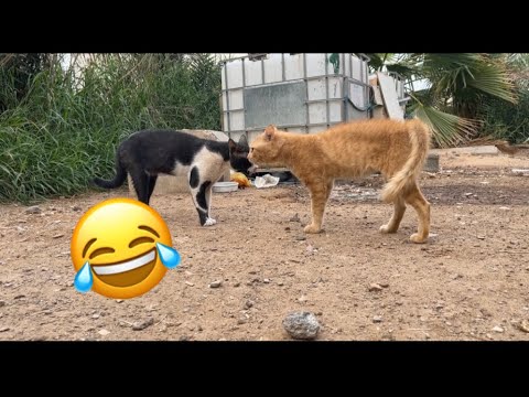 ‏مضاربة قطط 😂😂