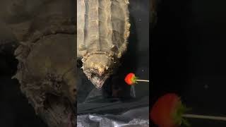 Alligator snapping turtle  🐢 vs 🍓 #cute #turtle #animals