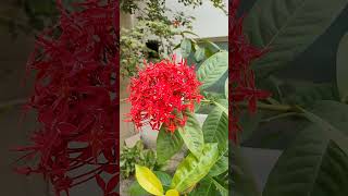 #travel #sorts #video#Chandni Chand Tak Aasma