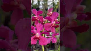 Sun Vanda #orchids #orchidslover #flowers
