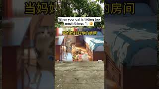 when your cat is hiding too much 🙀  #catcontent #catmeme #funnycats