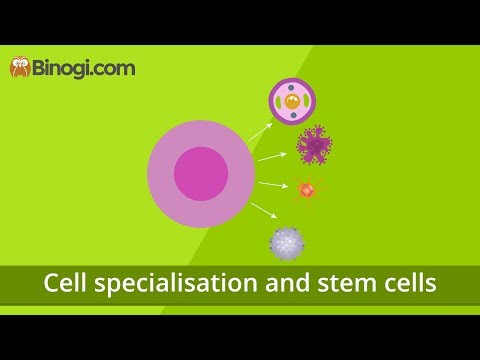 Cell Specialisation and Stem Cells (Biology)