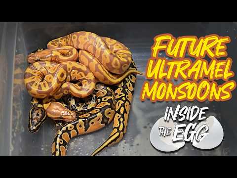 Future Ultramel Monsoons | Inside the Egg 16