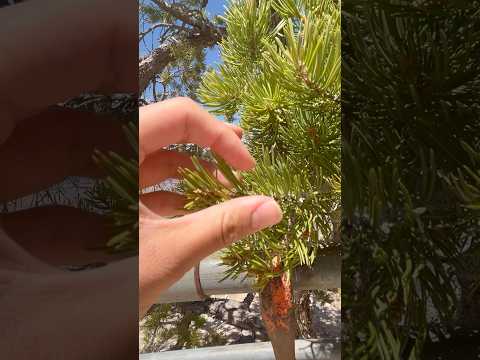 Outdoor park tree asmr #asmr
