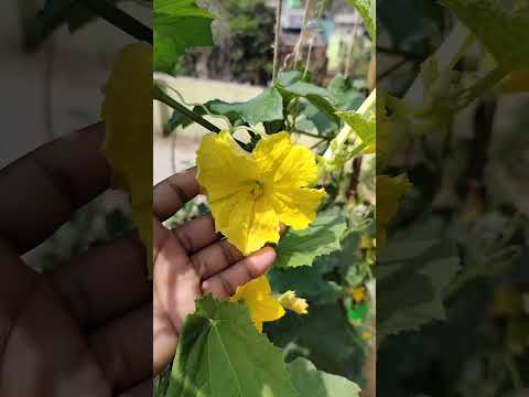 Hand Pollination कैसे करें #shorts