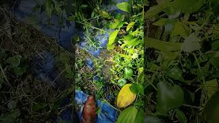 aquarium fish farmers. #shortsfeed #shortvideo #shorts #trending #everydaylifeandnature