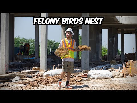 How I Shut Down Toronto’s Condos with Goose Nests
