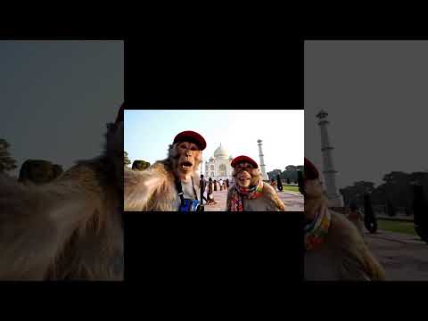 monkey blog in Taj Mahal#monkeyvideo #monkeyvideo