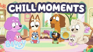 🔴LIVE: Chill Out with Bluey ☺️ | Baby Race Full Episode + More Moments 💕 | Bluey