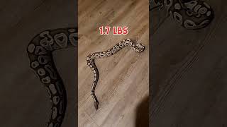 Ball Python 3 Year Timelapse #reptiles #ballpython #timelapse #snake